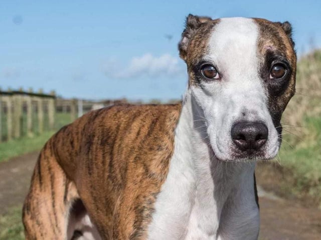 These lovable pooches from Animals In Need Northamptonshire need new homes. Could this be the latest addition to your family?