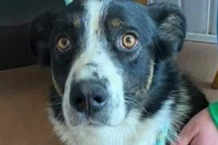 These lovable pooches from Animals In Need Northamptonshire need new homes. Could this be the latest addition to your family?