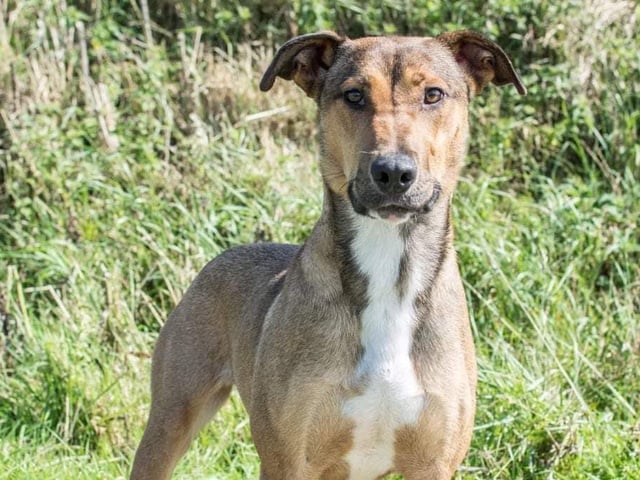 These lovable pooches from Animals In Need Northamptonshire need new homes. Could this be the latest addition to your family?