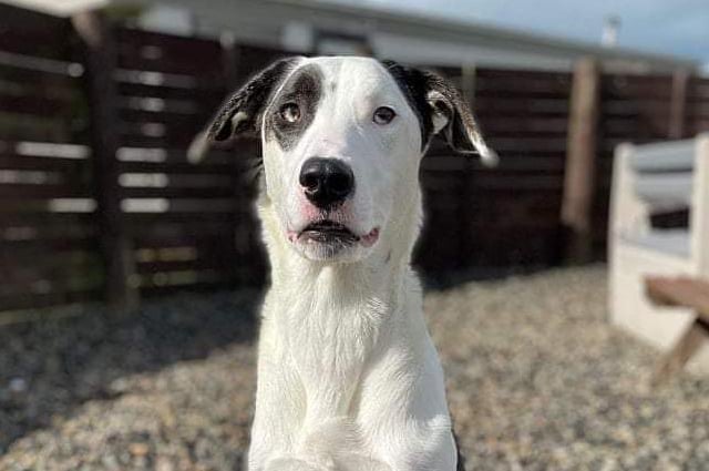 These lovable pooches from Animals In Need Northamptonshire need new homes. Could this be the latest addition to your family?