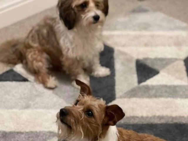 These lovable pooches from Animals In Need Northamptonshire need new homes. Could this be the latest addition to your family?