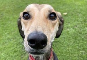 Josie is a two/three-year-old spayed female lurcher from Brighton. Josie is described as a very sweet, friendly girl who is looking for an experienced, adult-only home with a garden SUS-211118-132649001