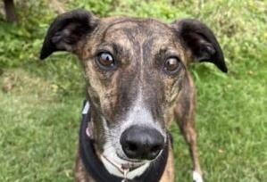 Ava is a four-year-old spayed female lurcher from Brighton. She is described as a friendly girl who can be very shy to begin with. Ava is looking for an adult-only home without cats or other small animals SUS-211118-132639001