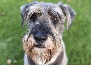 Kato is a three-year-old neutered male schnauzer from Brighton. He is a friendly, lively boy who will need an expereinced home with a garden and no young children SUS-211118-132629001