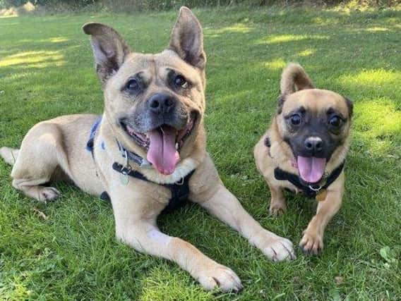 L-R: Tater and Skyla from the RSPCA in Brighton SUS-211118-133355001