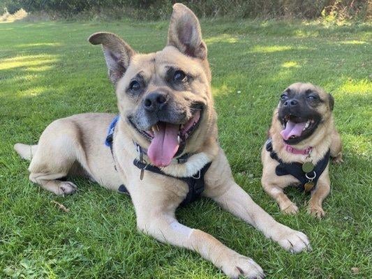 L-R: Tater, an 11-year-old neutered male crossbreed, and Skyla, a three-year-old spayed female crossbreed, are from Brighton. Tater and Skyla are a lovely, friendly and affectionate pair of dogs who have a strong bond with each other. The RSPCA are hoping to find them a home where they can stay together SUS-211118-133655001