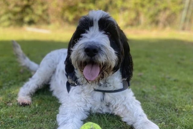 Freddie is a five-year-old neutered male spaniel cross from Brighton. He is  a friendly, very lively boy who needs an active owner in a home without cats or small animals SUS-211118-134317001