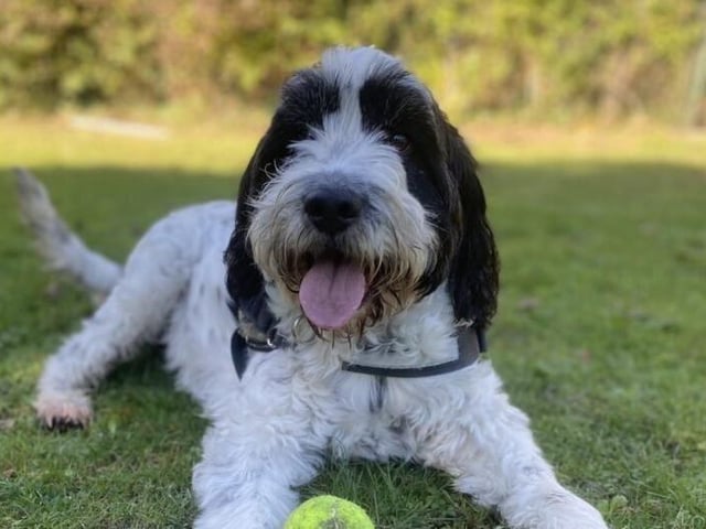 Freddie is a five-year-old neutered male spaniel cross from Brighton. He is a friendly, very lively boy who needs an active owner in a home without cats or small animals SUS-211118-134317001