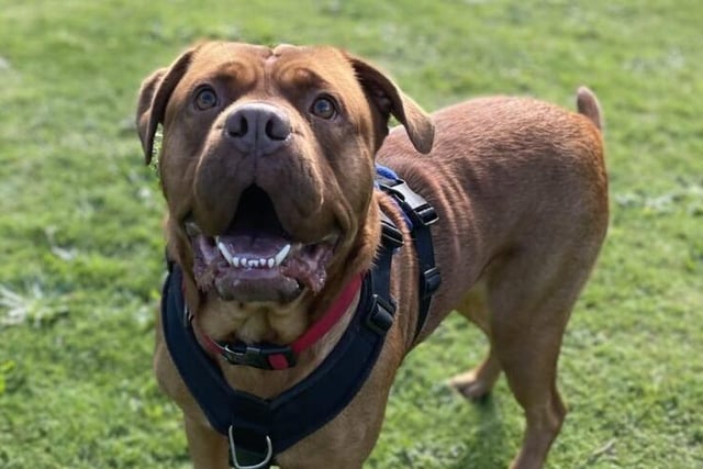 Kya is a three-year-old spayed female dogue de Bordeaux cross from Brighton. She is an affectionate, friendly girl who needs to be the only pet in the home. Kya needs an experienced owner without children, who is prepared to continue her training SUS-211118-134307001
