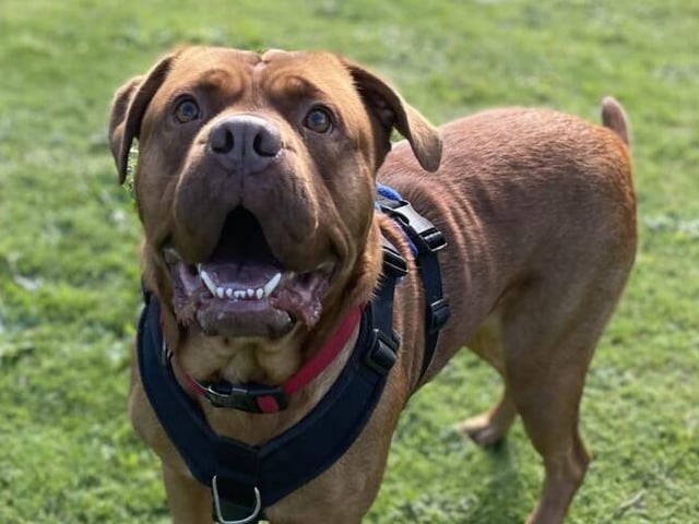 Kya is a three-year-old spayed female dogue de Bordeaux cross from Brighton. She is an affectionate, friendly girl who needs to be the only pet in the home. Kya needs an experienced owner without children, who is prepared to continue her training SUS-211118-134307001