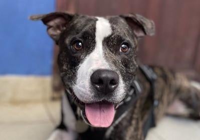 Kion is a four-year-old male staffie cross from Brighton. He is a friendly, lively boy who is is not overly keen on other dogs at the moment and cannot live with cats. Kion is looking for a bull breed experienced home with a good sized garden SUS-211118-134327001
