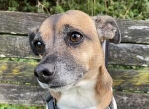 Milo is a five-year-old neutered male jack russell from Brighton. He is a friendly boy who may prefer to be the only dog in the home. Milo has not lived with children before SUS-211118-134337001