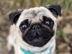 Polly is a four-year-old female pug from Brighton. She is a friendly girl who needs a home without cats, but could live with children who are older than 11 SUS-211118-134347001