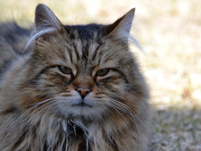 Tabby longhair - £309.24