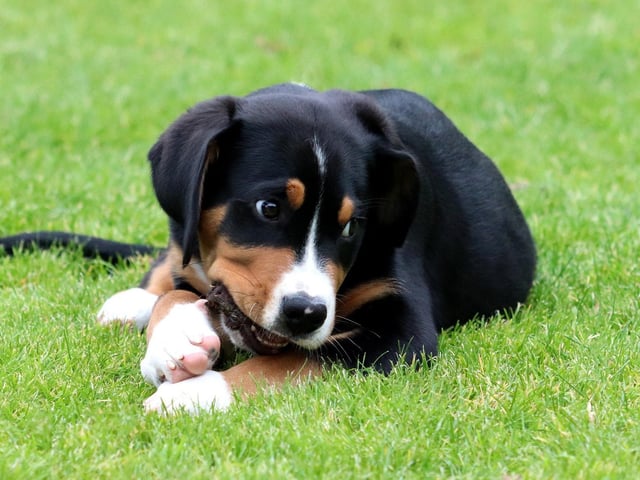 Greater Swiss Mountain Dog - £588.22