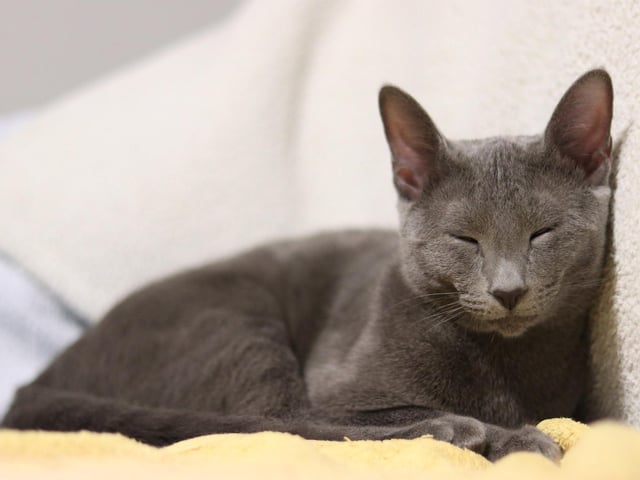 Russian Blue - £285.43
