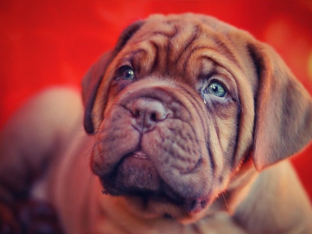 Dogue De Bordeaux - £572.92