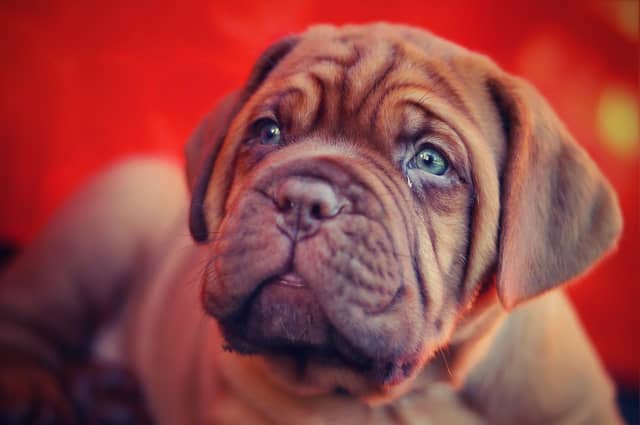 Most expensive dogs and cats