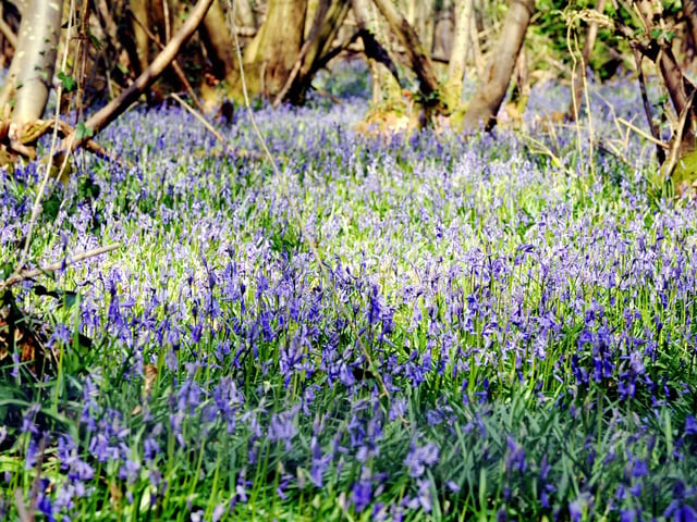 3. Kingley Vale, near Chichester. It is rated 4.5 out of 5 from 307 reviews.