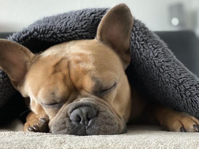 Bulldog - £688.14