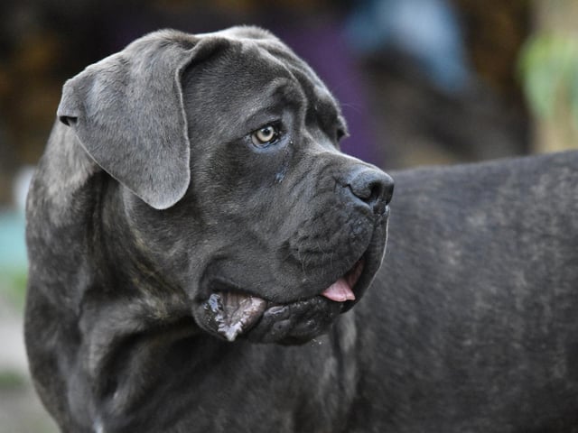 Cane Corso - £669.29