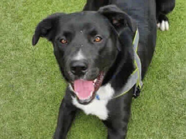 Sam is a one-year-old male crossbreed from Woking.He is a lively boy who needs a very calm home with owners that will not get him too over-excited. Sam will need someone based at home to help with his training requirements SUS-211119-101541001