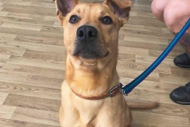 Gracie is a one-year-old female Staffordshire bull terrier crossbreed from Woking. She is a lively girl who is looking for a very experienced family that have owned a medium-large breed dog SUS-211119-102104001