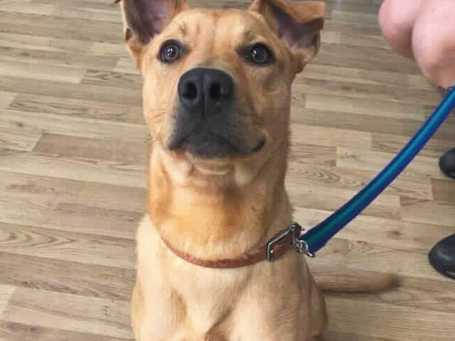 Gracie is a one-year-old female Staffordshire bull terrier crossbreed from Woking. She is a lively girl who is looking for a very experienced family that have owned a medium-large breed dog SUS-211119-102104001