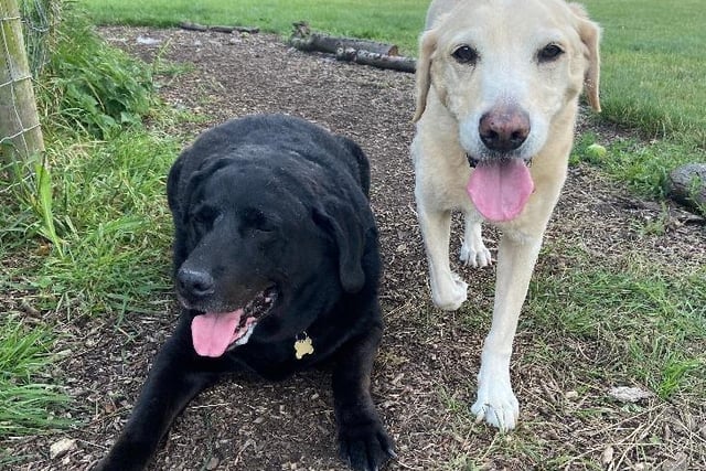 Jazz (left) and Sam (right) are 12-year-old labrador retrievers from Southend. Jazz is an easy going and laid back dog who likes a fuss while Sam is very affectionate. The RSPCA is hoping to rehome the pair together SUS-211119-102425001