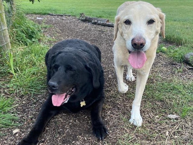 Jazz (left) and Sam (right) are 12-year-old labrador retrievers from Southend. Jazz is an easy going and laid back dog who likes a fuss while Sam is very affectionate. The RSPCA is hoping to rehome the pair together SUS-211119-102425001