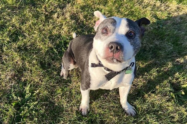 Patch is a 10-year-old male Staffordshire bull terrier from Southend. Patch is full of life and is looking for a home with no other pets and children over the age of 15 SUS-211119-103403001