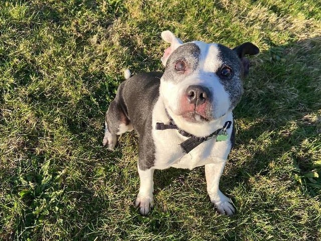 Patch is a 10-year-old male Staffordshire bull terrier from Southend. Patch is full of life and is looking for a home with no other pets and children over the age of 15 SUS-211119-103403001