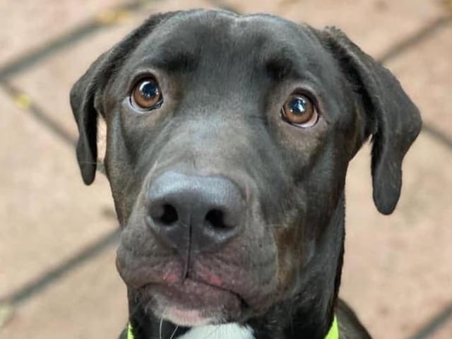 Rory is a six-12-month-old deerhound crossbreed from Uxbridge. He is looking for a home that has experience with large breed dogs. Rory also needs a home where someone is around most of the time SUS-211119-103918001
