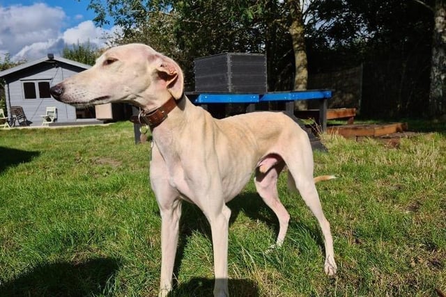 Gulliver is a two-year-old male lurcher from Fareham. He is a sweet and sensitive boy who loves being around people but dislikes cats SUS-211119-104203001