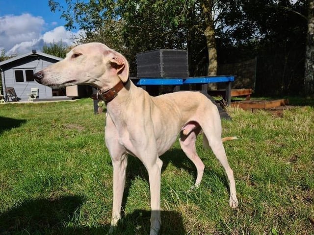 Gulliver is a two-year-old male lurcher from Fareham. He is a sweet and sensitive boy who loves being around people but dislikes cats SUS-211119-104203001