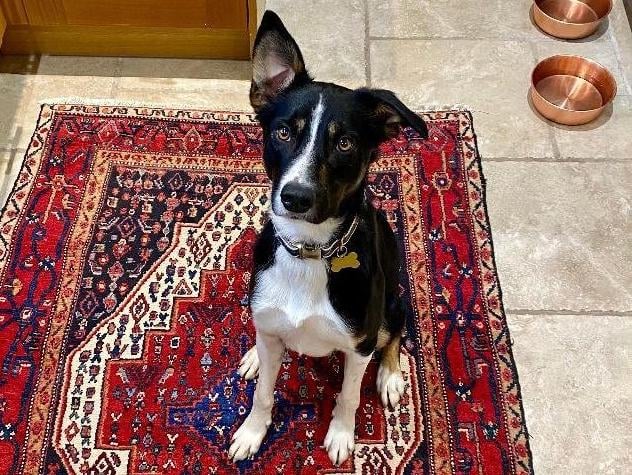 Waffle is a two-year-old male collie from Fareham. He is a sensitive boy who will need a secure garden to run around in. He will also need a quiet home with limited visitors whilst he is settling in SUS-211119-104608001