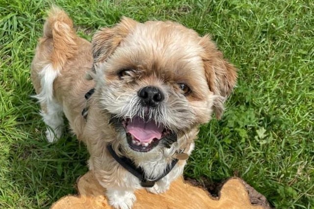 Gruffalo is a four-year-old male shih tzu crossbreed from Fareham. He is a quirky boy who is seeking a very experienced, adult-only home who are looking for a dog that they can give lots of time to SUS-211119-105206001