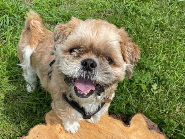 Gruffalo is a four-year-old male shih tzu crossbreed from Fareham. He is a quirky boy who is seeking a very experienced, adult-only home who are looking for a dog that they can give lots of time to SUS-211119-105206001