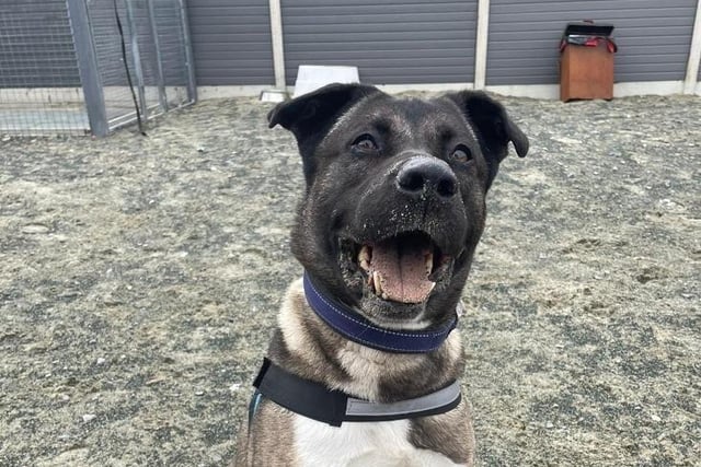 Rocky is a seven-year-old male Japanese akita crossbreed from Fareham. He is a calm and friendly boy who is looking for a home that is experienced with dogs SUS-211119-105439001