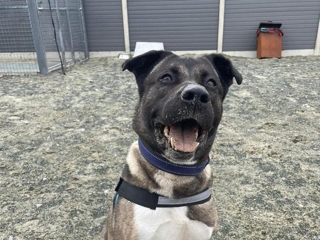 Rocky is a seven-year-old male Japanese akita crossbreed from Fareham. He is a calm and friendly boy who is looking for a home that is experienced with dogs SUS-211119-105439001