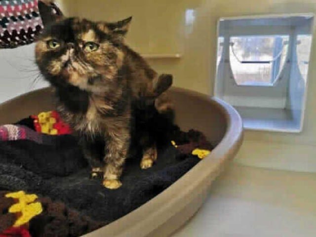 This lovely girl is Maggie! She arrived in our care after being found straying with no home to call her own. She was in a bit of a sorry state, covered from head to toe in fleas and suffering from skin issues. After recieving some much needed TLC she is now on the mend and ready to begin looking for her forever home.
Maggie has settled into the cattery well. She is still a bit shy and takes a minute to get used to new people however she is very affectionate and enjoys a fuss. We are looking for a quiet home where she will be able to settle in at her own pace and where she will be able to go outside and explore.