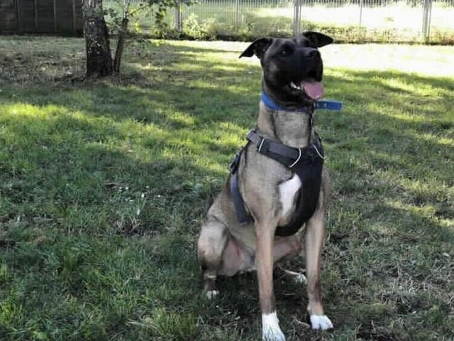 Alfie is a gorgeous young boy who is looking for loving family. He came from another animal centre and is now desperate to find a new permanant home after spending such a long period of time in a kennel environment.
Alfie is a big goofball who loves having a mad five minutes and ending up squished under your arm for a cuddle. He is very intelligent and knows a vast amount of commands which he is happy to show you for a good treat or some peanut butter. Alfie walks nicely on lead but can get a little anxious walking past unknown dogs and will mouth his lead. We believe this behaviour is frustration and once he is off site he is much calmer. We have managed to mix him with other dogs here at the centre and with slow and gradual introductions, he enjoys a good rough and tumble.
