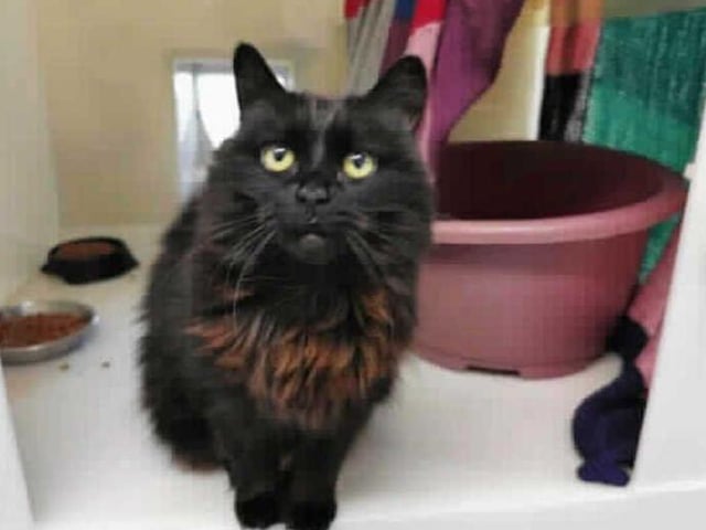This gorgeous young lady Chelsea came into the centre due to her having health problems. On examination with our vet it was found that Chelsea was suffering from a bladder stone which she has had successfully removed, but potential adopters need to be aware that these may reoccur.
She will also need to be on a special urinary diet for her lifetime to help prevent these re-occurring. Our vet would be able to offer her new owners advice on this.
Chelsea has settled into cattery life well now that she is feeling alot better and enjoys affection on her terms.In her new home she will need a room or quiet area where she can go if she feels overwhelmed or just wants her own space and when she is more confident she will need to be able to go outside and explore.
