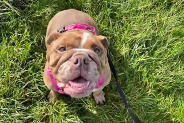 Meet our Beautiful Smiley Lucy! Lucy arrived here at the centre after needing extensive veterinary treatment. She has been a joy to care for and makes us laugh everyday, she is now ready to look for a home and family to call her own.

Lucy is a very bouncy and loving Bulldog. She has so much character and loves being with people and dogs. She is a little timid of loud noises and sudden movements so she will need some time adjusting to new home surroundings and noises which come with being in a home environment. She will roll over for belly rubs and will lay there till the cows come home! She is a very affectionate dog when it comes to people and is quite needy. For this reason we are looking for someone to be at home with Lucy most of the day to make her feel at ease and have someone there to rub her belly all day.