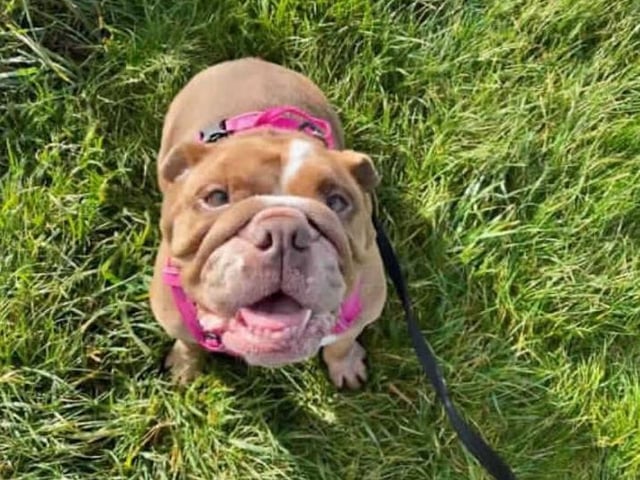 Meet our Beautiful Smiley Lucy! Lucy arrived here at the centre after needing extensive veterinary treatment. She has been a joy to care for and makes us laugh everyday, she is now ready to look for a home and family to call her own.
Lucy is a very bouncy and loving Bulldog. She has so much character and loves being with people and dogs. She is a little timid of loud noises and sudden movements so she will need some time adjusting to new home surroundings and noises which come with being in a home environment. She will roll over for belly rubs and will lay there till the cows come home! She is a very affectionate dog when it comes to people and is quite needy. For this reason we are looking for someone to be at home with Lucy most of the day to make her feel at ease and have someone there to rub her belly all day.