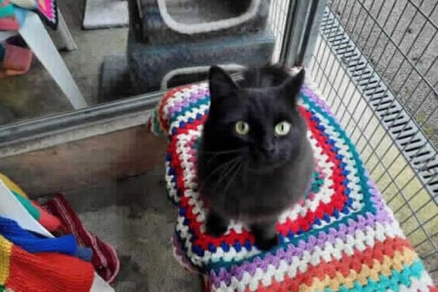 This lovely girl Sooty 2 came to the centre after she had been found as an unowned stray.

Sooty 2 has settled in to the cattery well and is a confident and attentive cat who loves a fuss from anyone who is passing her enclosure. Because of this we think that she should be able to be rehomed into a family with children so that she can get lots of affection.
She will need a room where she can live initally until she is confident enough to be in the whole house and once settled she will need to be able to go outside and explore her outside surroundings.