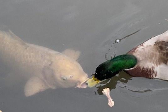 Vanessa Lambert captured this duck and fish going for the same food morsel in Hampden Park, whist walking her dog. SUS-211122-103459001