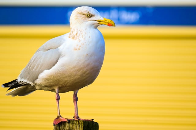 Rob Clemes snapped this seagull while walking dog on Eastbourne seafront. SUS-211122-104334001