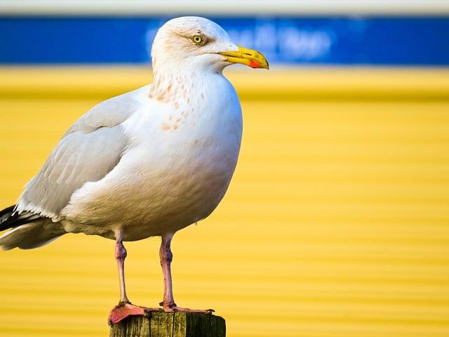 Rob Clemes snapped this seagull while walking dog on Eastbourne seafront. SUS-211122-104334001