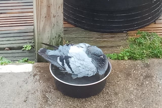 Kelvin Luscombe snapped this pigeon taking a bath in a dogs' water bowl on Eastbourne seafront, with a Sony Xperia. SUS-211122-105034001